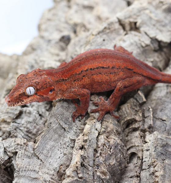 Gargoyle Gecko For Sale