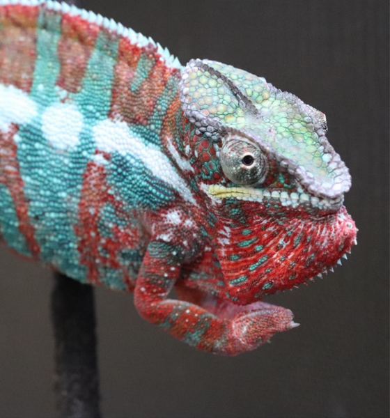 Ambilobe Panther Chameleon Babies For Sale– Roberson Reptiles