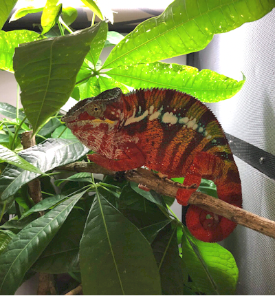 Ambilobe Panther Chameleon Babies For Sale– Roberson Reptiles