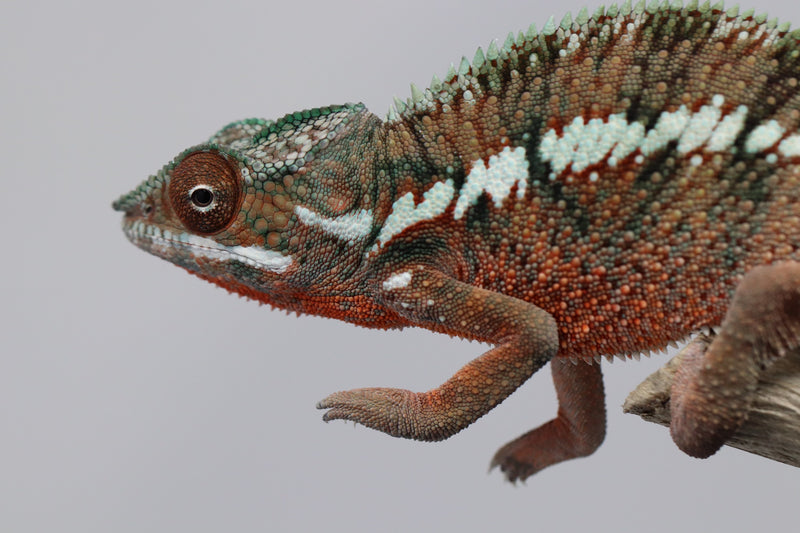 Male Ankaramy Panther Chameleon for Sale - Roberson Reptiles