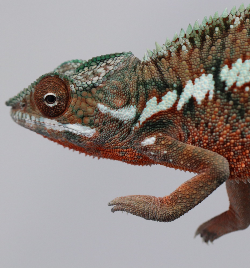 Male Ankaramy Panther Chameleon for Sale - Roberson Reptiles