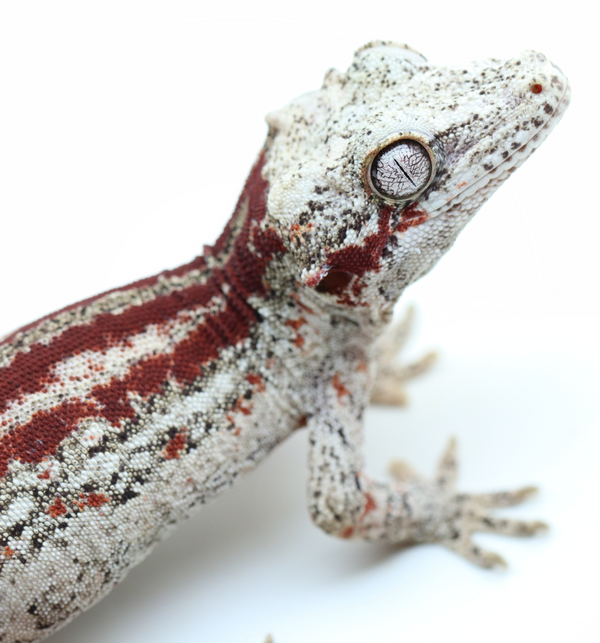 Striped Female Gargoyle Gecko - G1A