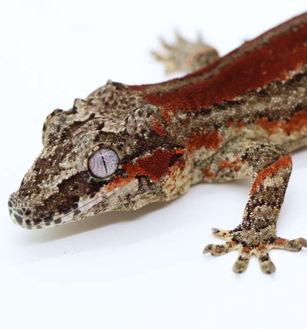 Striped Female Gargoyle Gecko - G1B