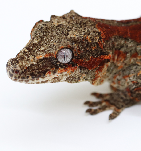 Striped Female Gargoyle Gecko - G1C