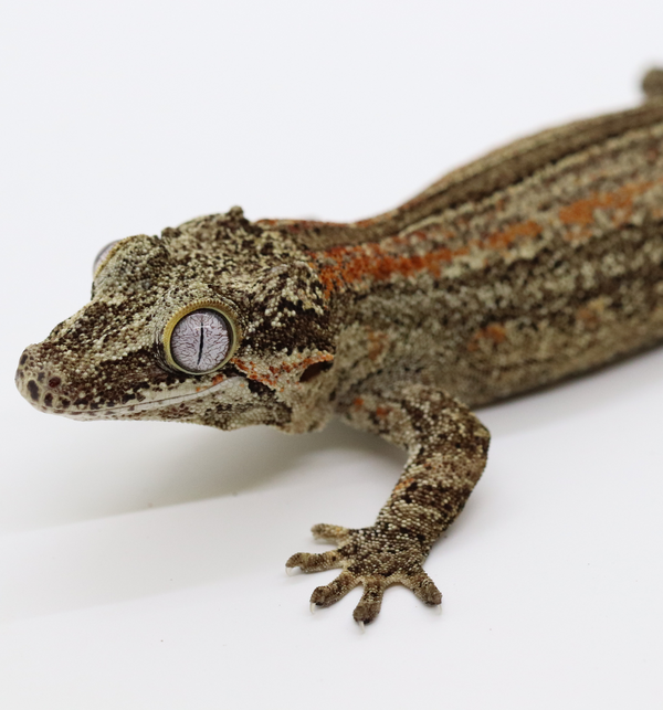 Striped Female Gargoyle Gecko - G1D