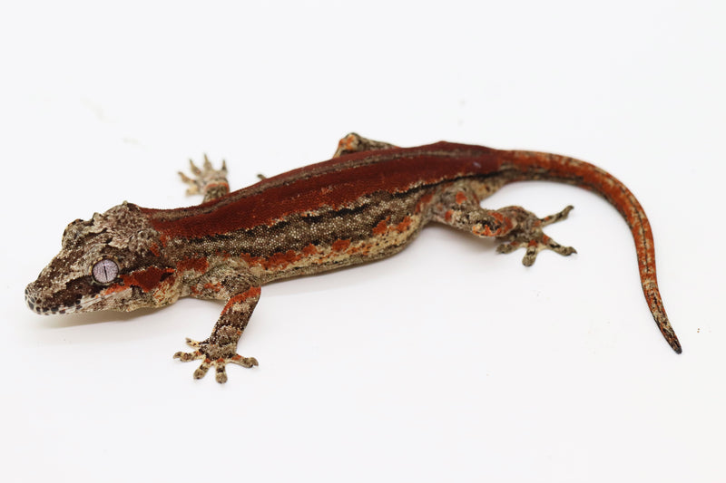 Striped Female Gargoyle Gecko - G1B