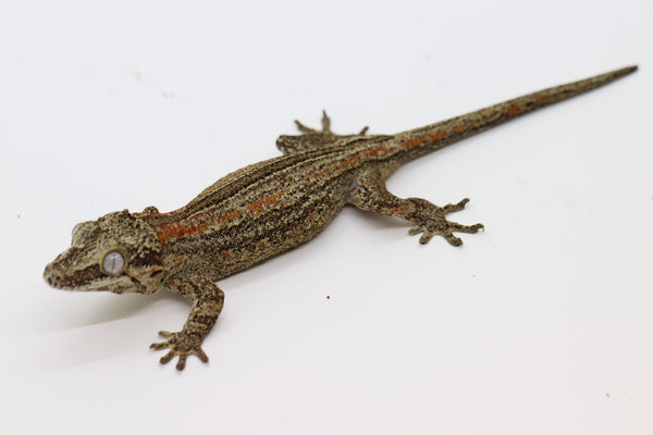 Striped Female Gargoyle Gecko - G1D