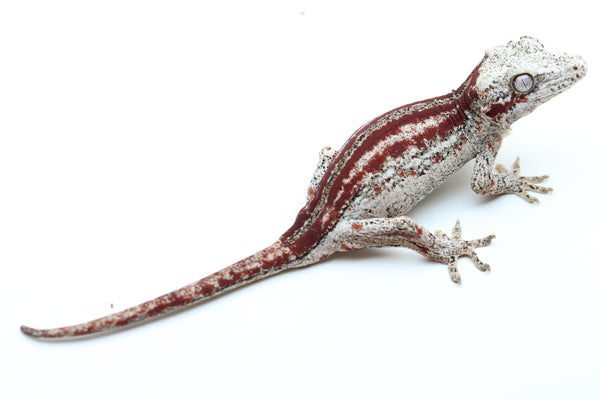 Striped Female Gargoyle Gecko - G1A