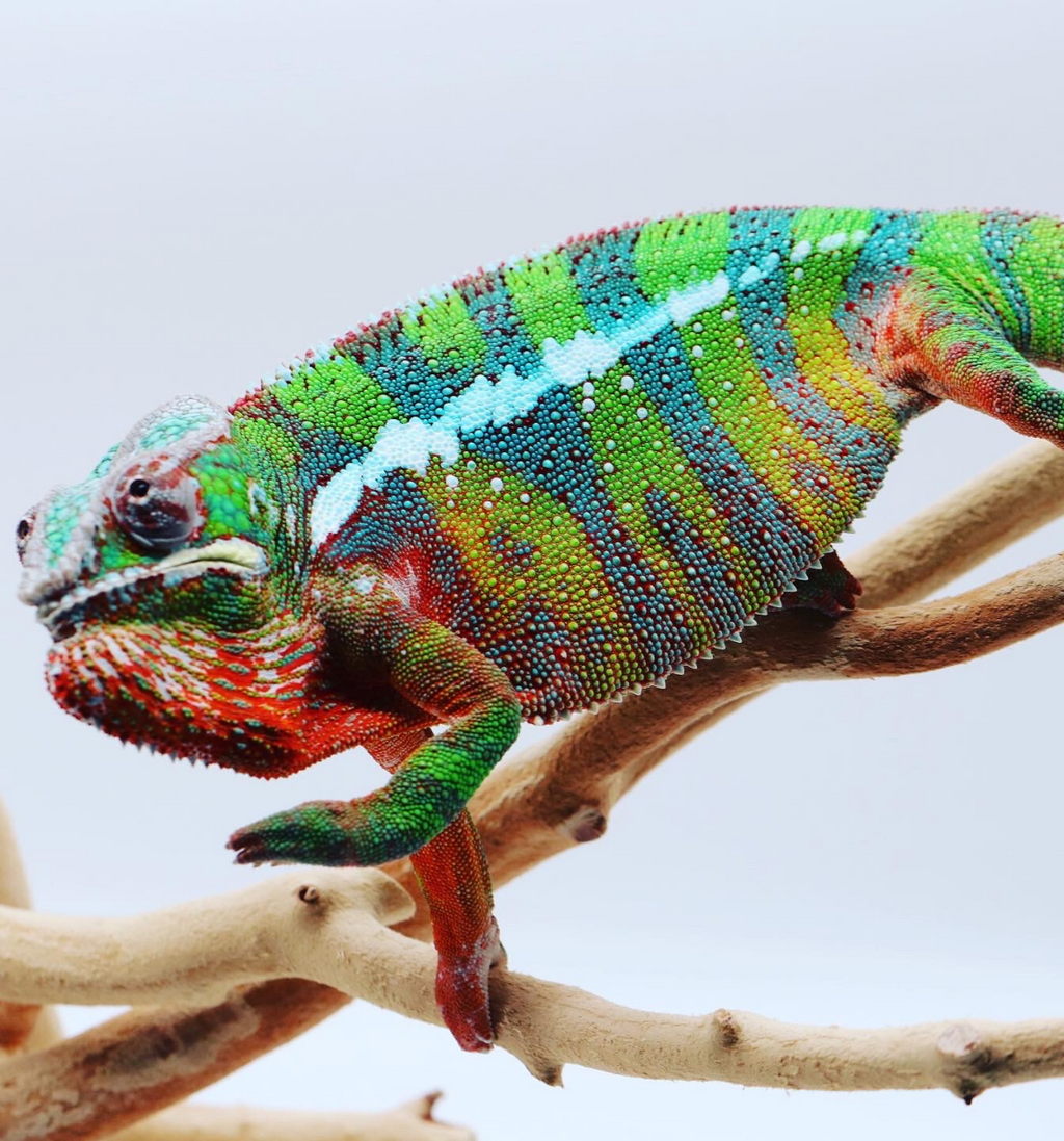 Meet Our Panther Chameleons » Wildlife »Holden Forests & Gardens