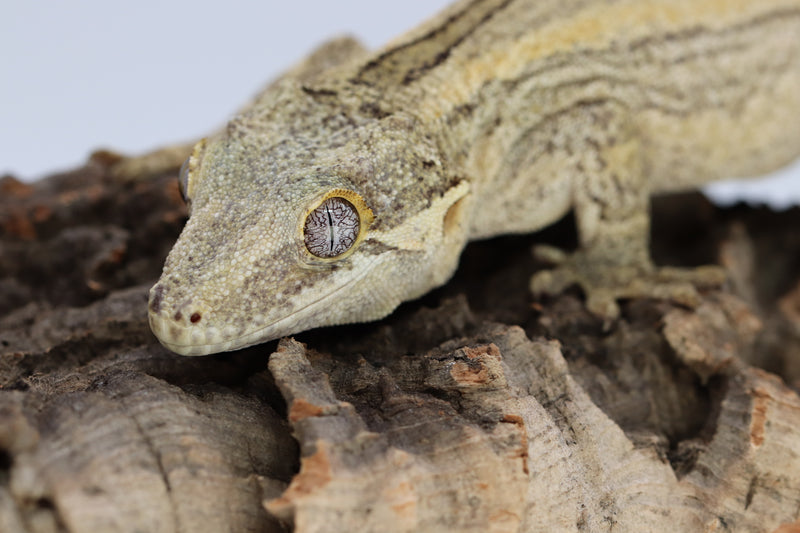 Gargoyle Gecko Breeder