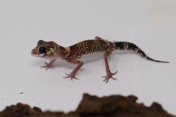 Underwood Milii (Barking Gecko) #BG8 - Roberson Reptiles