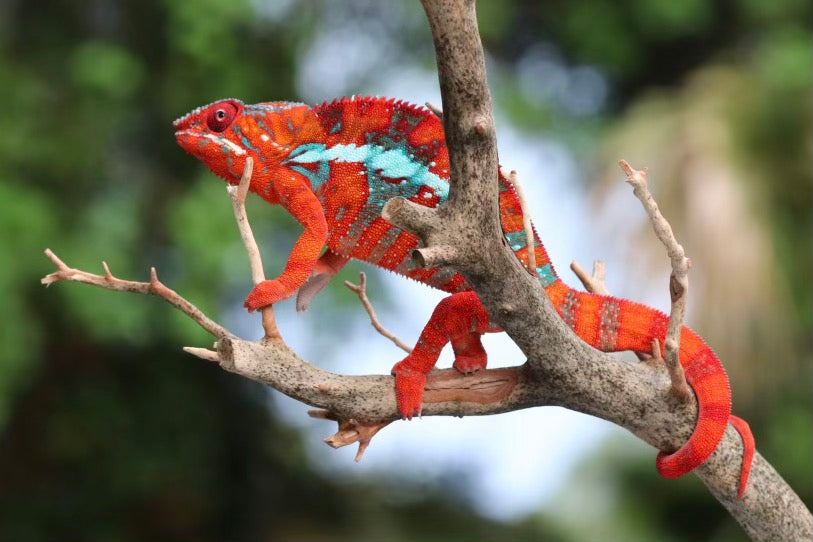 Ambilobe Panther Chameleon Babies For Sale– Roberson Reptiles