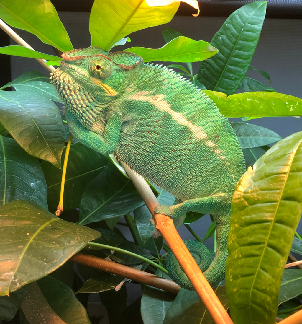 Warren G - Nosy Be Panther Chameleon– Roberson Reptiles